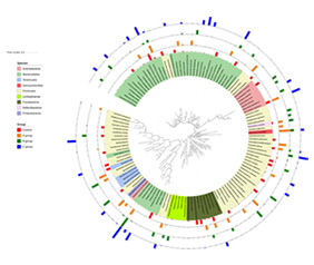 Phylogenetic tree 비교