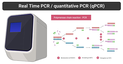 Real-time PCR을 이용한 정량분석