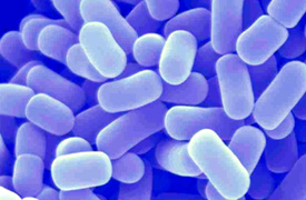 Lactobacillus plantarum HS729