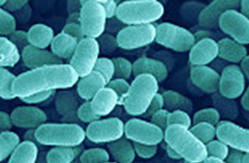 Lactobacillus sakei MG521